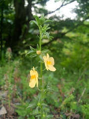 Verbascum orientale