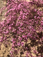 Chorizanthe fimbriata