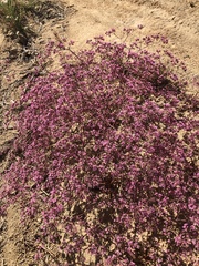 Chorizanthe fimbriata