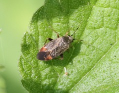 Psallus ambiguus