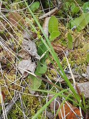 Carex wiegandii