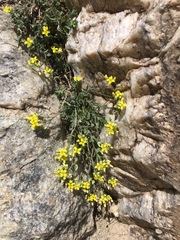 Draba sphaeroides