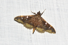 Prophantis octoguttalis