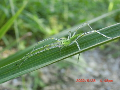 Peucetia formosensis