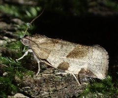 Choristoneura hebenstreitella