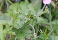 Geranium versicolor
