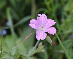 Geranium versicolor
