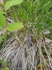 Piptatheropsis canadensis
