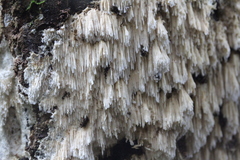 Dentipellicula leptodon