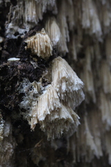 Dentipellicula leptodon