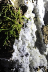 Dentipellicula leptodon