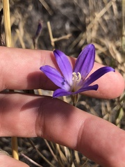 Brodiaea santarosae