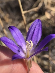Brodiaea santarosae