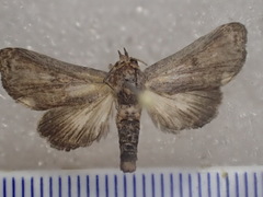 Anigraea ochrobasis