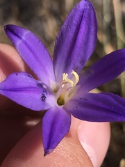 Brodiaea santarosae