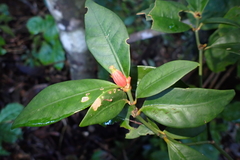 Psychotria macroglossa