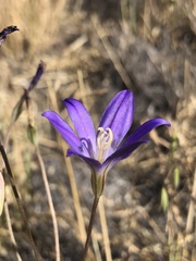 Brodiaea santarosae