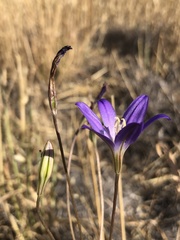 Brodiaea santarosae