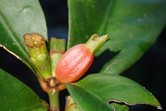 Psychotria macroglossa