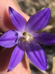 Brodiaea santarosae
