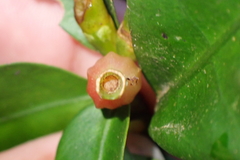 Psychotria macroglossa