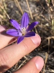Brodiaea santarosae
