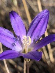 Brodiaea santarosae