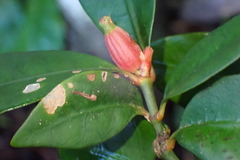 Psychotria macroglossa