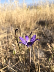 Brodiaea santarosae