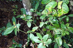 Psychotria macroglossa