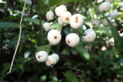 Psychotria baillonii