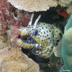 Enchelycore pardalis