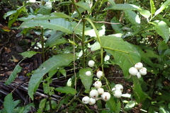 Psychotria baillonii