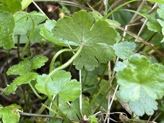 Hydrocotyle benguetensis