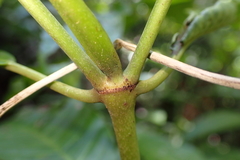 Psychotria baillonii