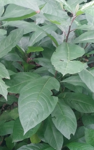 Petiveria alliacea