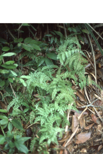 Lindsaea bouillodii iNat (1)