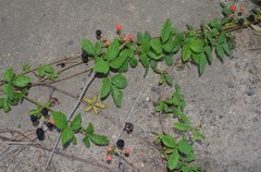 Rubus argutus