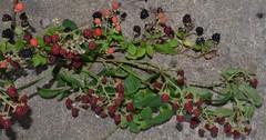Rubus argutus
