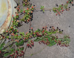 Rubus argutus