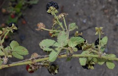 Rubus argutus
