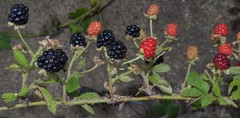 Rubus argutus