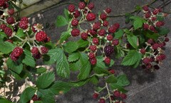 Rubus argutus