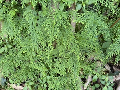 Selaginella labordei