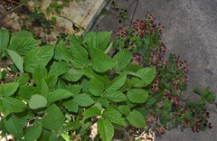 Rubus argutus