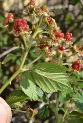 Rubus argutus