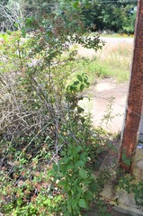 Rubus argutus