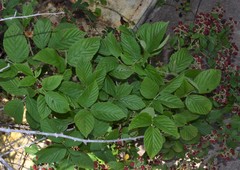 Rubus argutus