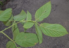 Rubus argutus