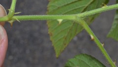 Rubus argutus